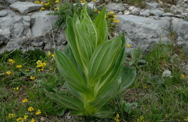 Gentiana lutea / Genziana maggiore